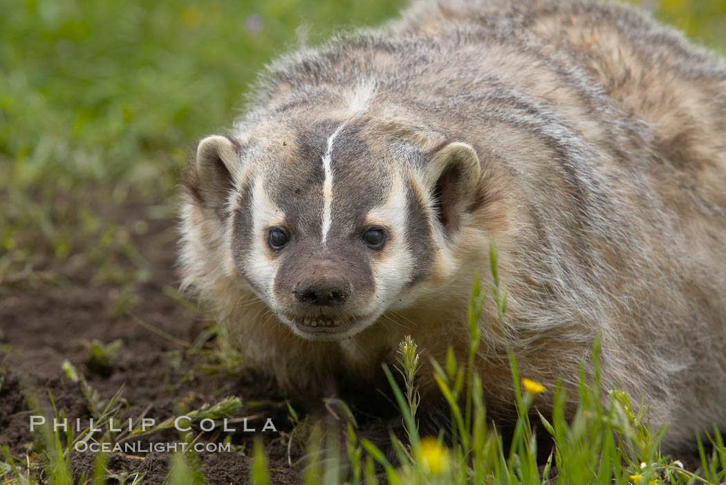 American badger.  Badgers are found primarily in the great plains region of North America. Badgers prefer to live in dry, open grasslands, fields, and pastures., Taxidea taxus, natural history stock photograph, photo id 15954