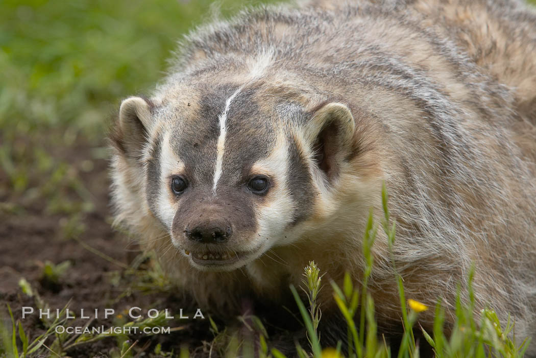 American badger.  Badgers are found primarily in the great plains region of North America. Badgers prefer to live in dry, open grasslands, fields, and pastures., Taxidea taxus, natural history stock photograph, photo id 15948