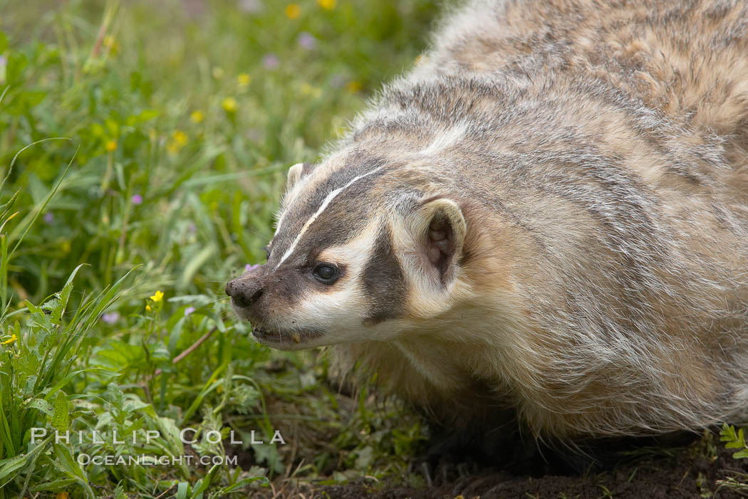 American badger.  Badgers are found primarily in the great plains region of North America. Badgers prefer to live in dry, open grasslands, fields, and pastures., Taxidea taxus, natural history stock photograph, photo id 15951