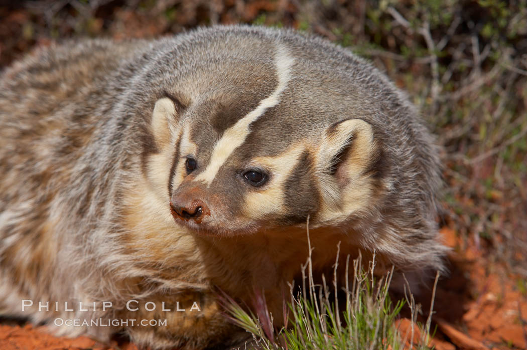 American badger.  Badgers are found primarily in the great plains region of North America. Badgers prefer to live in dry, open grasslands, fields, and pastures., Taxidea taxus, natural history stock photograph, photo id 12045
