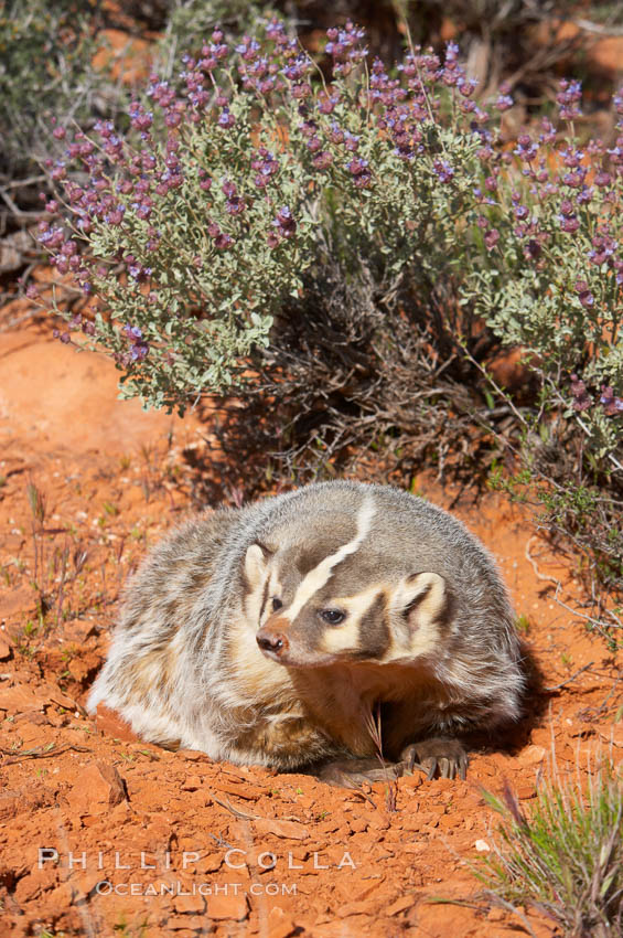 American badger.  Badgers are found primarily in the great plains region of North America. Badgers prefer to live in dry, open grasslands, fields, and pastures., Taxidea taxus, natural history stock photograph, photo id 12046