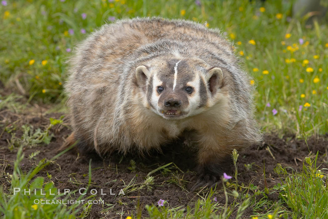 American badger.  Badgers are found primarily in the great plains region of North America. Badgers prefer to live in dry, open grasslands, fields, and pastures., Taxidea taxus, natural history stock photograph, photo id 15952