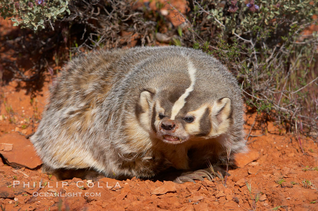 American badger.  Badgers are found primarily in the great plains region of North America. Badgers prefer to live in dry, open grasslands, fields, and pastures., Taxidea taxus, natural history stock photograph, photo id 12049