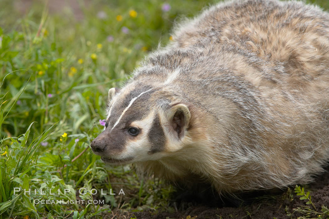 American badger.  Badgers are found primarily in the great plains region of North America. Badgers prefer to live in dry, open grasslands, fields, and pastures., Taxidea taxus, natural history stock photograph, photo id 15949