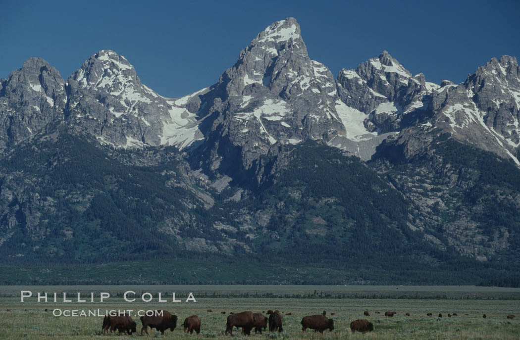 A small herd of American bison -- quintessential symbol of the American West -- graze below the Teton Range. Grand Teton National Park, Wyoming, USA, Bison bison, natural history stock photograph, photo id 07346