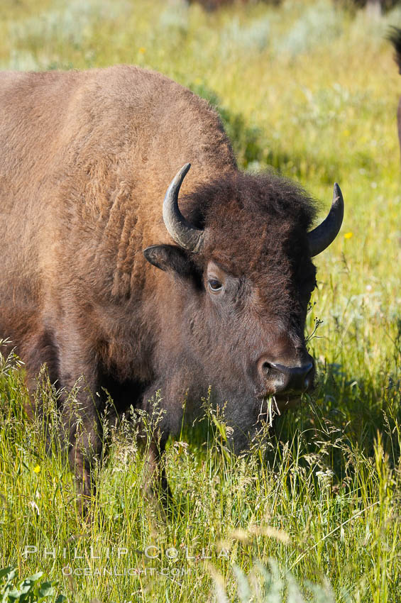 Bison. Grand Teton National Park, Wyoming, USA, Bison bison, natural history stock photograph, photo id 13002