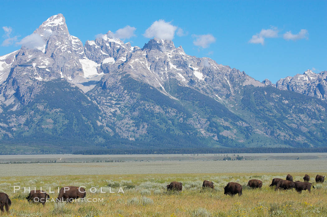 Bison herd grazes below the Teton Range. Grand Teton National Park, Wyoming, USA, Bison bison, natural history stock photograph, photo id 13004