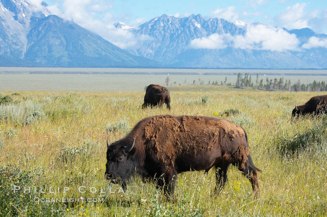 Bison. Grand Teton National Park, Wyoming, USA, Bison bison, natural history stock photograph, photo id 13003