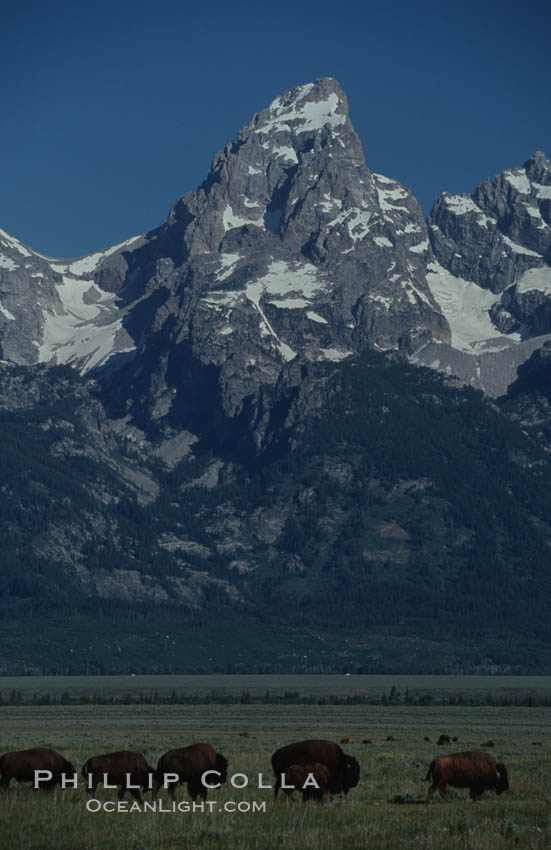 A small herd of American bison -- quintessential symbol of the American West -- graze below the Teton Range. Grand Teton National Park, Wyoming, USA, Bison bison, natural history stock photograph, photo id 07345