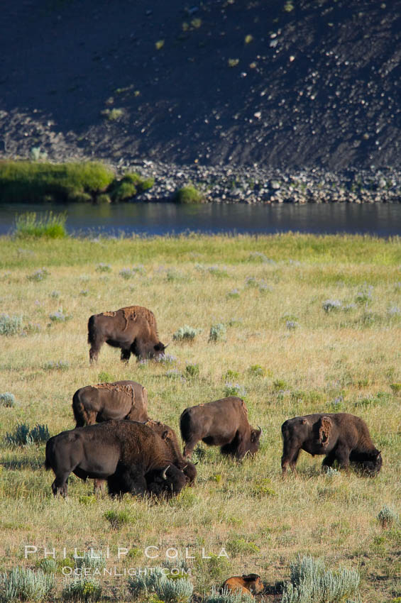 A herd of bison grazes near the Lamar River. Lamar Valley, Yellowstone National Park, Wyoming, USA, Bison bison, natural history stock photograph, photo id 13146