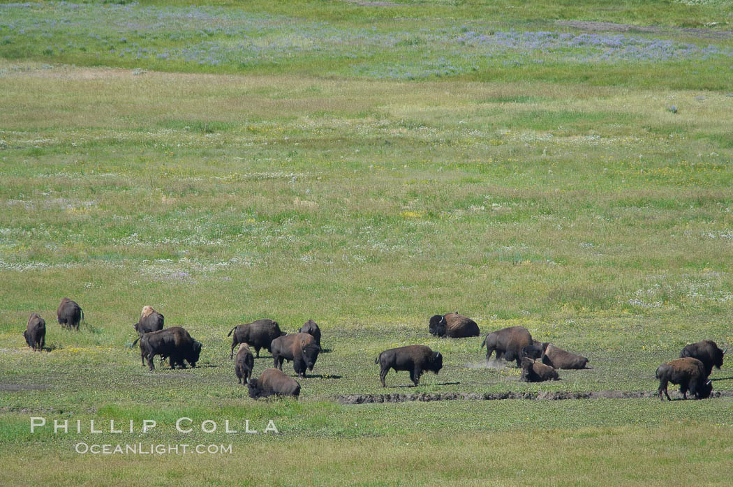 The Lamar herd of bison grazes in the Lamar Valley. The Lamar Valleys rolling hills are home to many large mammals and are often called Americas Serengeti. Yellowstone National Park, Wyoming, USA, Bison bison, natural history stock photograph, photo id 13654