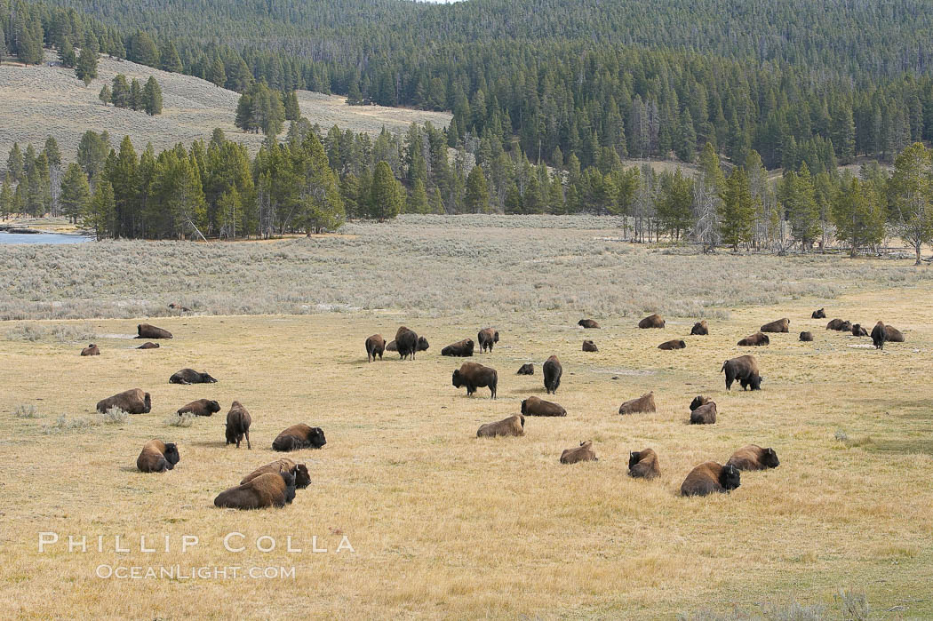 Bison herds, Hayden Valley. Yellowstone National Park, Wyoming, USA, Bison bison, natural history stock photograph, photo id 19606