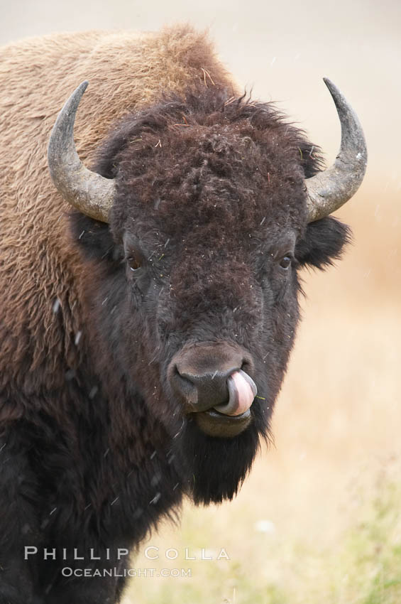 Bison. Yellowstone National Park, Wyoming, USA, Bison bison, natural history stock photograph, photo id 19610