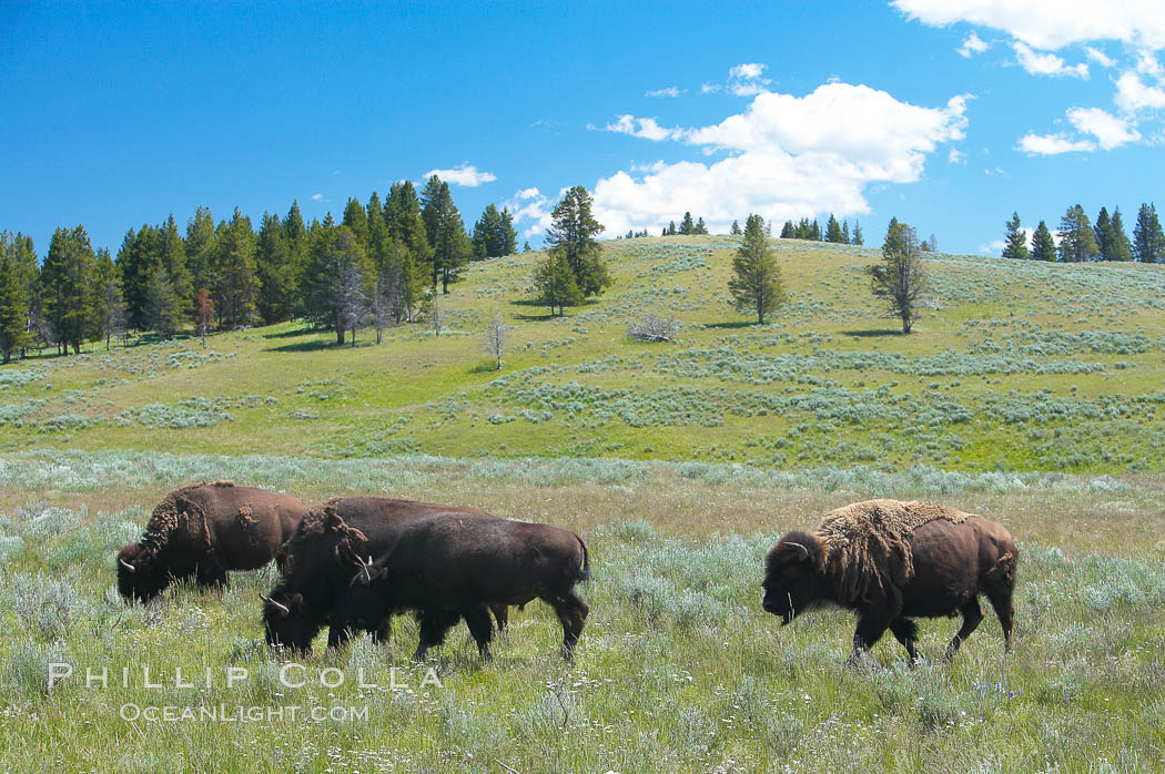 The Hayden herd of bison grazes. Hayden Valley, Yellowstone National Park, Wyoming, USA, Bison bison, natural history stock photograph, photo id 13140