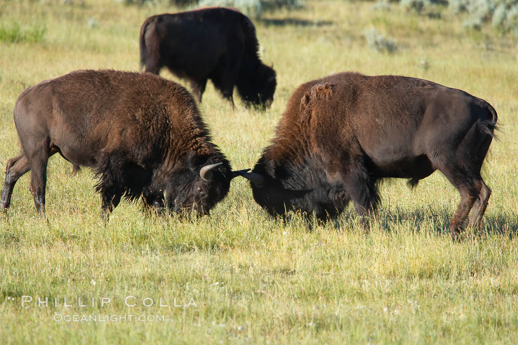 Bison lock horns in a sparring session. Lamar Valley, Yellowstone National Park, Wyoming, USA, Bison bison, natural history stock photograph, photo id 13144
