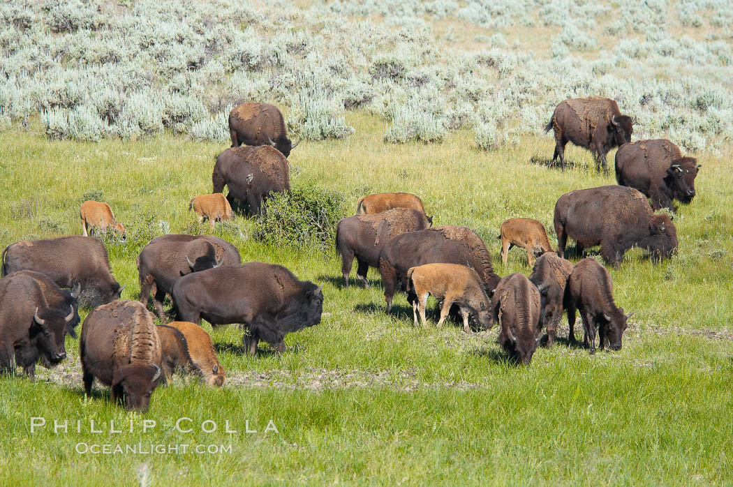 The Lamar herd of bison grazes, a mix of mature adults and young calves. Lamar Valley, Yellowstone National Park, Wyoming, USA, Bison bison, natural history stock photograph, photo id 13148