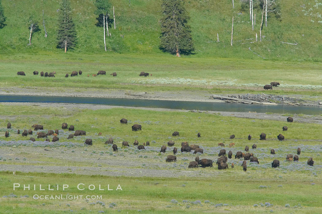 The Lamar herd of bison grazes in the Lamar Valley. The Lamar Valleys rolling hills are home to many large mammals and are often called Americas Serengeti. Yellowstone National Park, Wyoming, USA, Bison bison, natural history stock photograph, photo id 13648