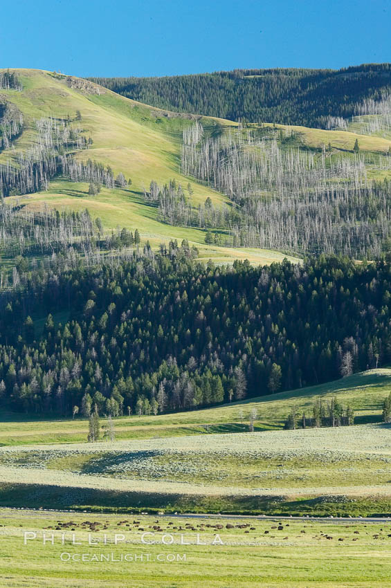 The Lamar herd of bison grazes in the Lamar Valley. The Lamar Valleys rolling hills are home to many large mammals and are often called Americas Serengeti. Yellowstone National Park, Wyoming, USA, Bison bison, natural history stock photograph, photo id 13656