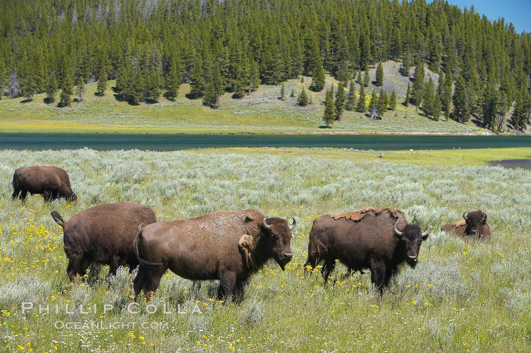The Hayden herd of bison grazes near the Yellowstone River. Hayden Valley, Yellowstone National Park, Wyoming, USA, Bison bison, natural history stock photograph, photo id 13139