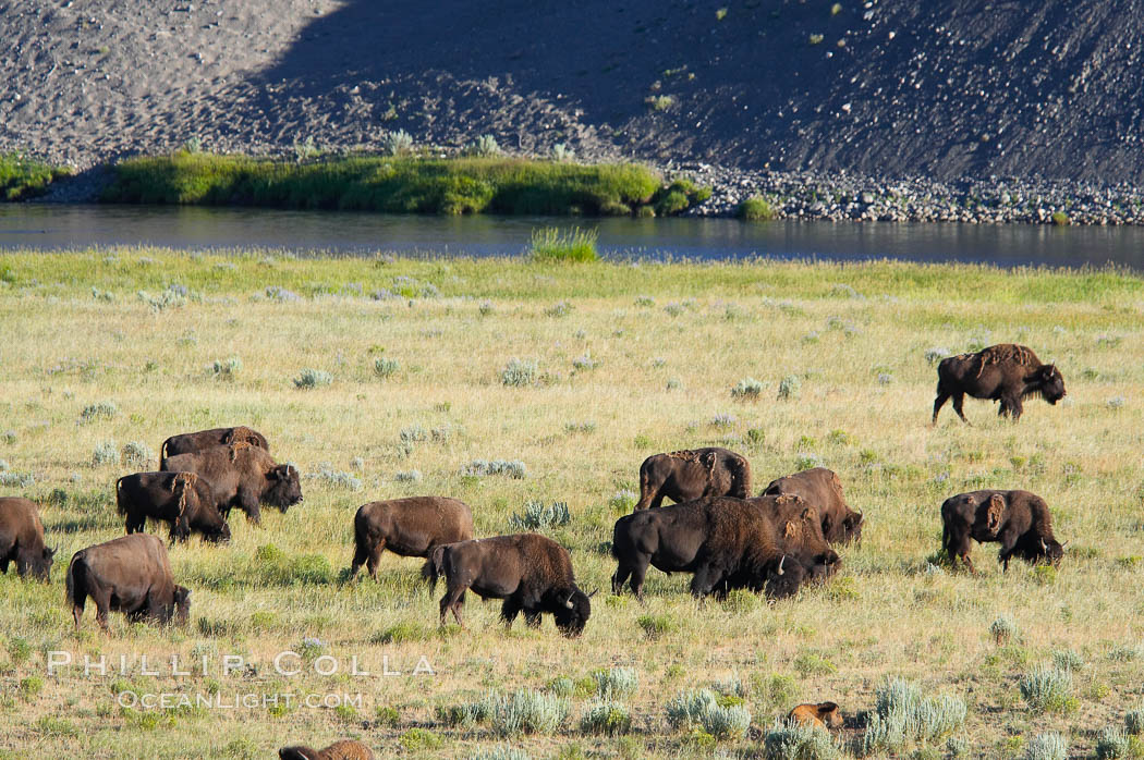 A herd of bison grazes near the Lamar River. Lamar Valley, Yellowstone National Park, Wyoming, USA, Bison bison, natural history stock photograph, photo id 13147