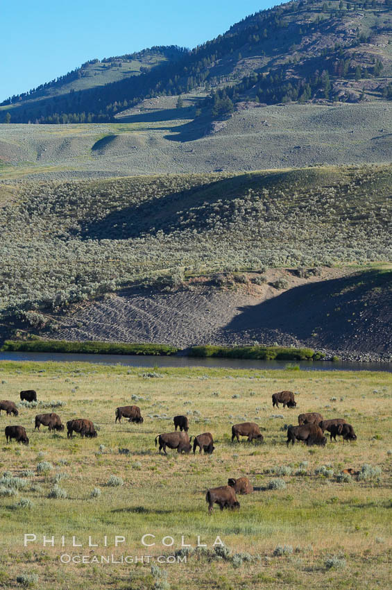 Image 13145, A herd of bison grazes near the Lamar River. Lamar Valley, Yellowstone National Park, Wyoming, USA, Bison bison, Phillip Colla, all rights reserved worldwide. Keywords: american bison, animal, animalia, artiodactyla, bison, bison bison, bovidae, bovinae, buffalo, chordata, creature, lamar valley, mammal, national parks, nature, river, usa, vertebrata, vertebrate, water, wildlife, world heritage sites, wyoming, yellowstone, yellowstone national park, yellowstone park.