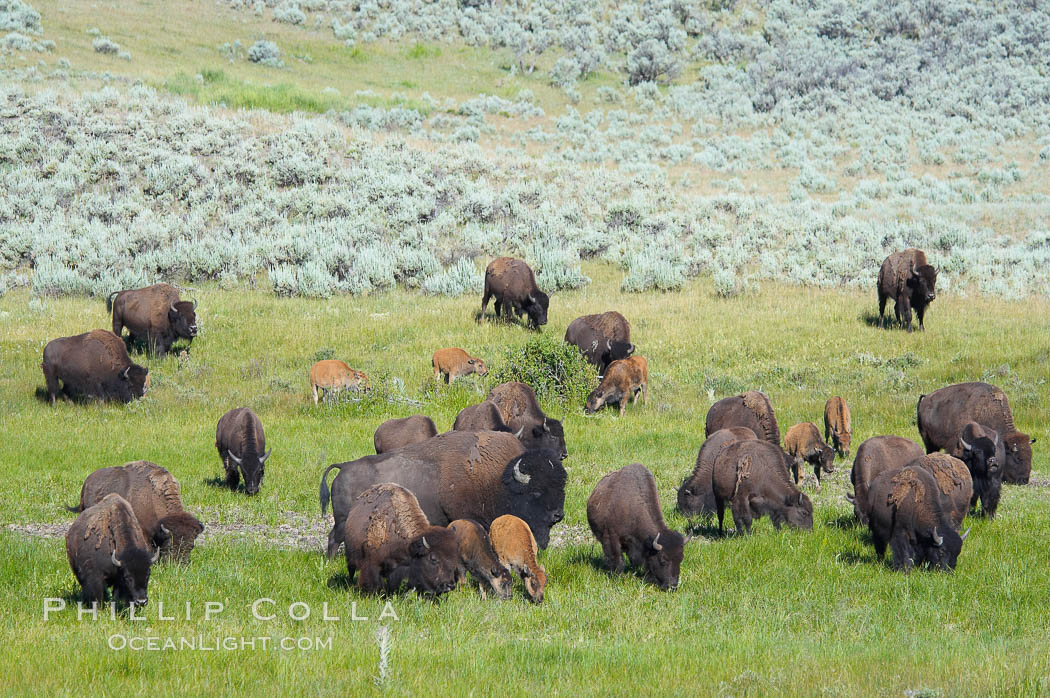 The Lamar herd of bison grazes, a mix of mature adults and young calves. Lamar Valley, Yellowstone National Park, Wyoming, USA, Bison bison, natural history stock photograph, photo id 13149
