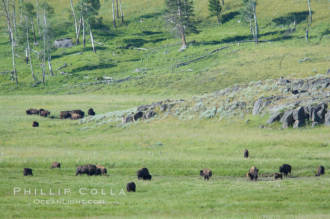 The Lamar herd of bison grazes in the Lamar Valley. The Lamar Valleys rolling hills are home to many large mammals and are often called Americas Serengeti. Yellowstone National Park, Wyoming, USA, Bison bison, natural history stock photograph, photo id 13653