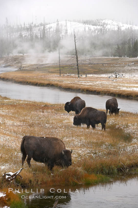 Bison graze along the Firehole River. Yellowstone National Park, Wyoming, USA, Bison bison, natural history stock photograph, photo id 19605