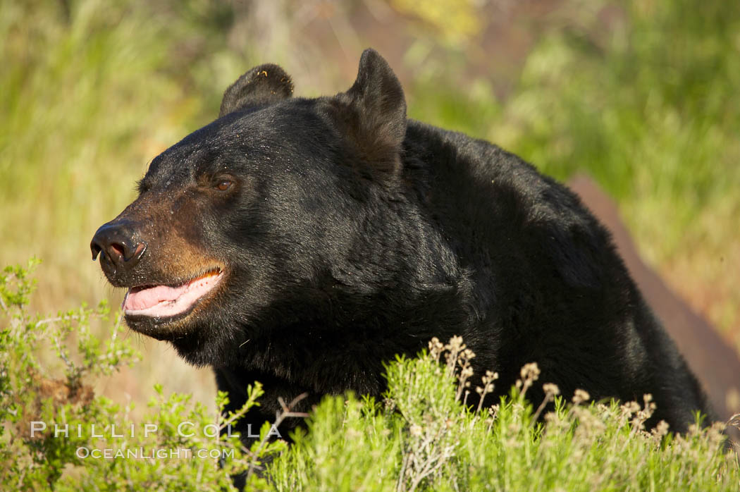 American black bear, adult male., Ursus americanus, natural history stock photograph, photo id 12250