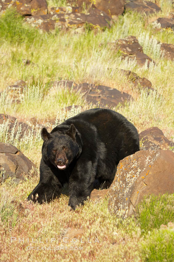 American black bear, adult male., Ursus americanus, natural history stock photograph, photo id 12260