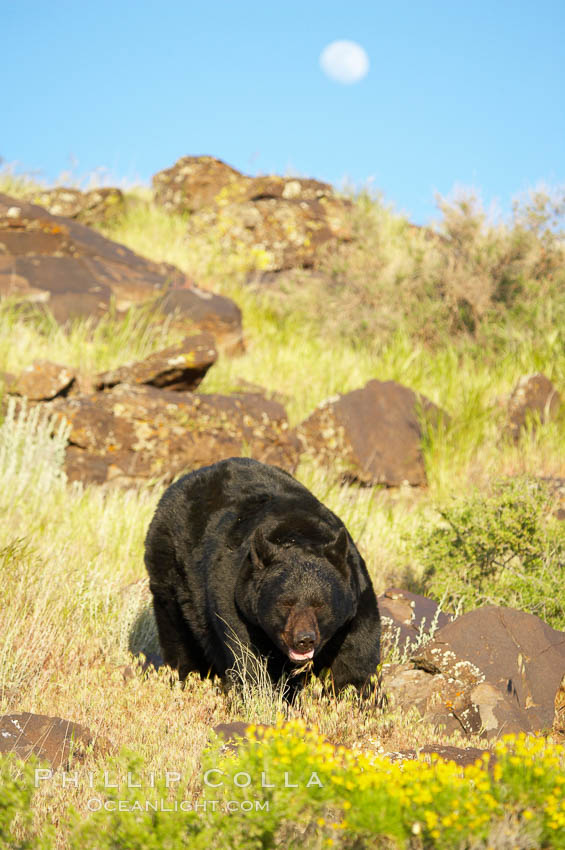 American black bear, adult male., Ursus americanus, natural history stock photograph, photo id 12268