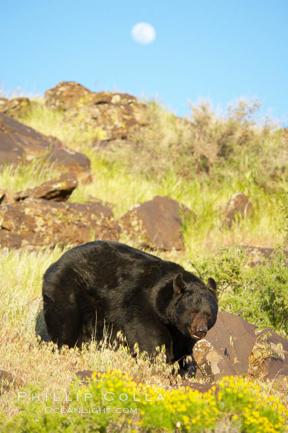 American black bear, adult male., Ursus americanus, natural history stock photograph, photo id 12276