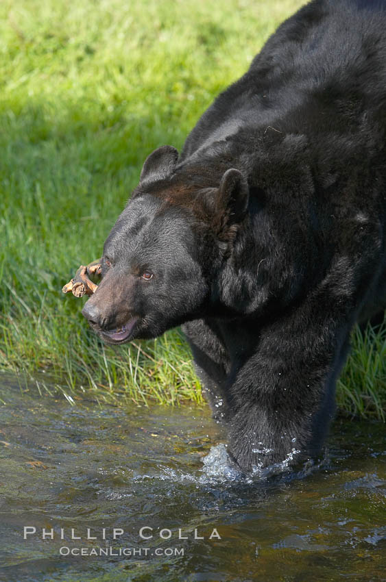 American black bear, adult male, Sierra Nevada foothills, Mariposa, California., Ursus americanus, natural history stock photograph, photo id 15984