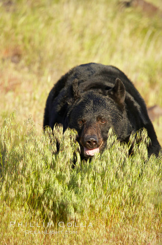 American black bear, adult male., Ursus americanus, natural history stock photograph, photo id 12247
