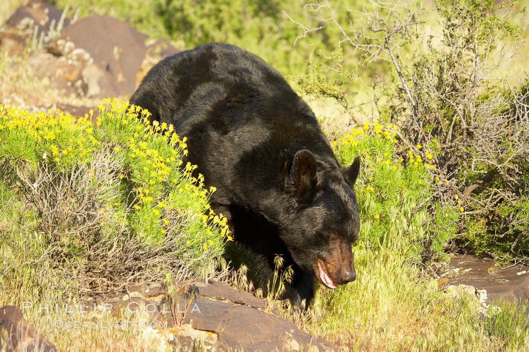 American black bear, adult male., Ursus americanus, natural history stock photograph, photo id 12263