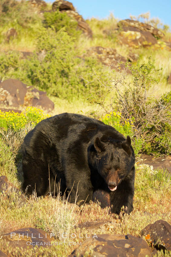 American black bear, adult male., Ursus americanus, natural history stock photograph, photo id 12271