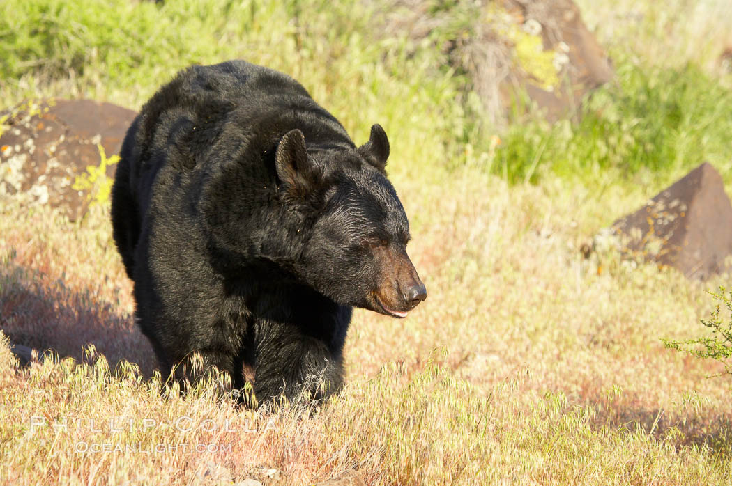 American black bear, adult male., Ursus americanus, natural history stock photograph, photo id 12253