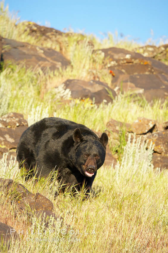 American black bear, adult male., Ursus americanus, natural history stock photograph, photo id 12242