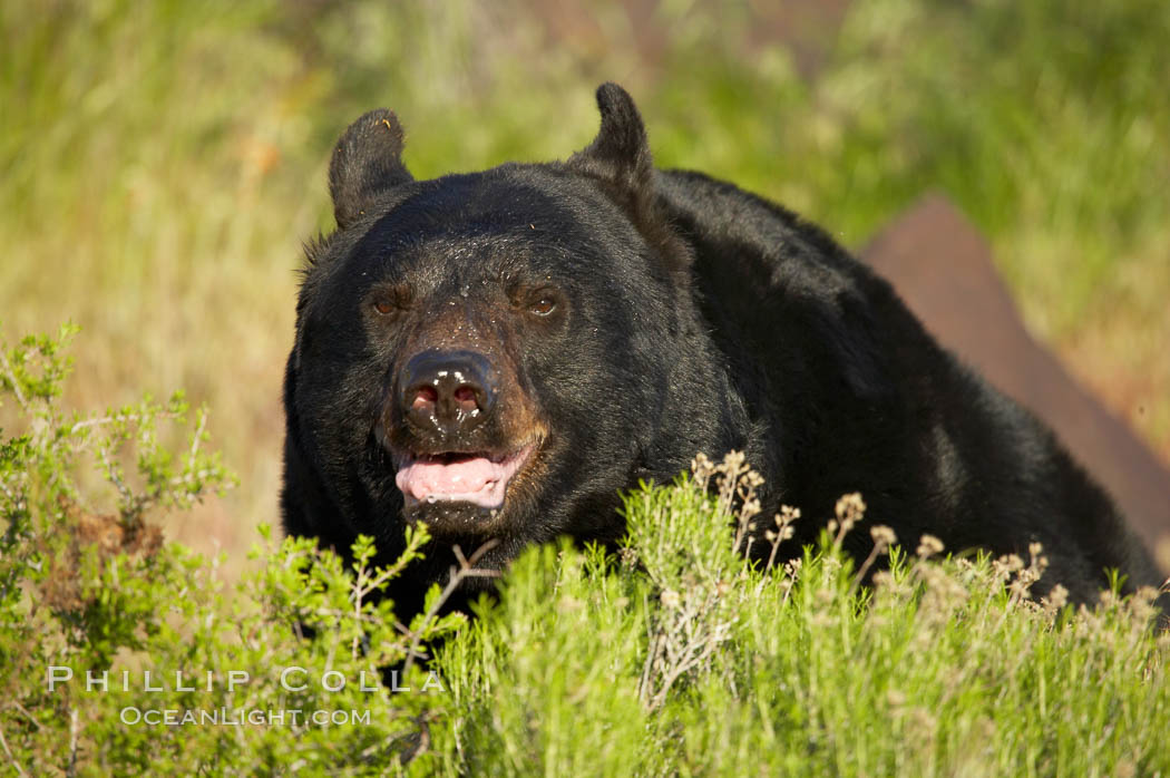 American black bear, adult male., Ursus americanus, natural history stock photograph, photo id 12274