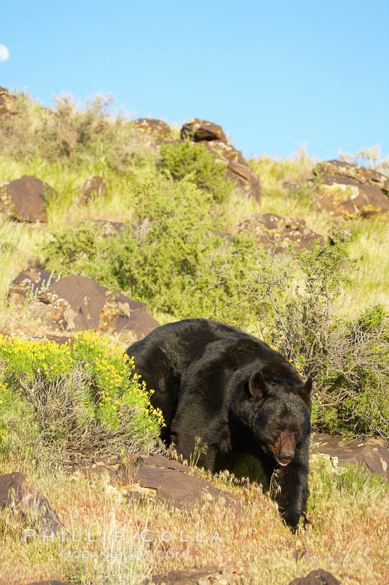 American black bear, adult male., Ursus americanus, natural history stock photograph, photo id 12248