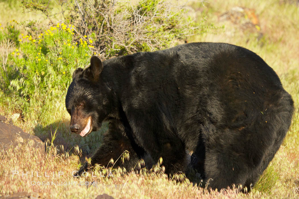 American black bear, adult male., Ursus americanus, natural history stock photograph, photo id 12264