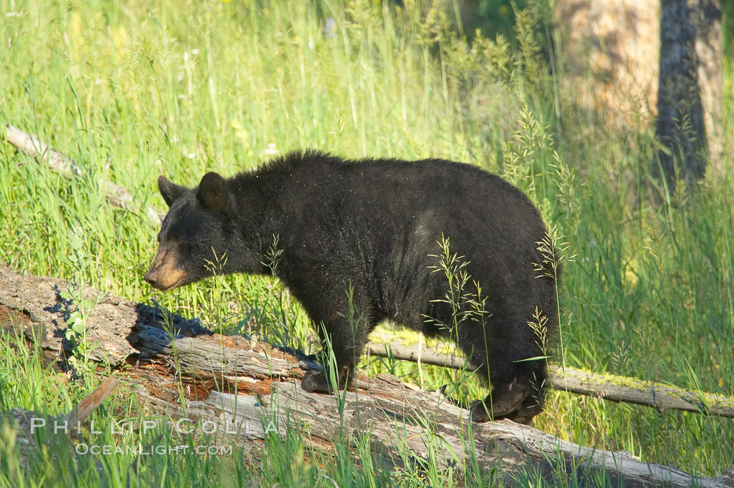 Black bear, Lamar Valley. The black bear is frequently seen in Yellowstone National Park. Wyoming, USA, Ursus americanus, natural history stock photograph, photo id 13103