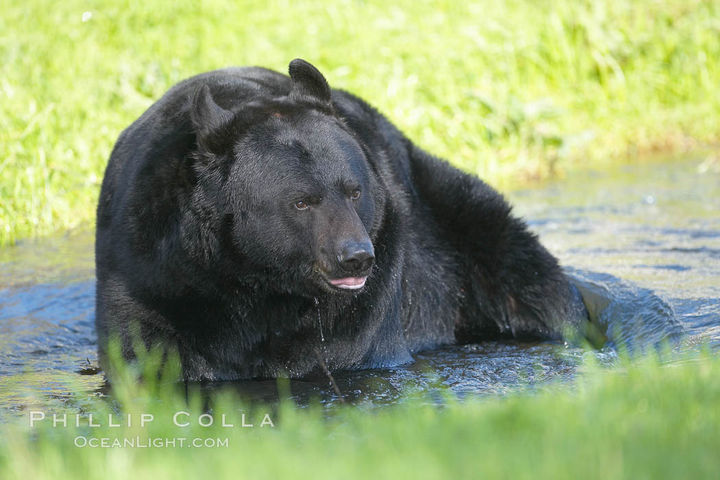 American black bear, adult male, Sierra Nevada foothills, Mariposa, California., Ursus americanus, natural history stock photograph, photo id 15979