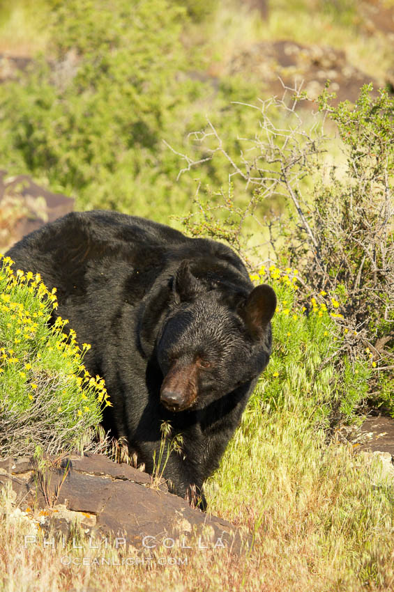 American black bear, adult male., Ursus americanus, natural history stock photograph, photo id 12261