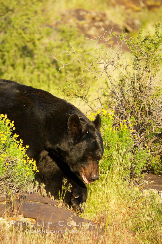 American black bear, adult male., Ursus americanus, natural history stock photograph, photo id 12277