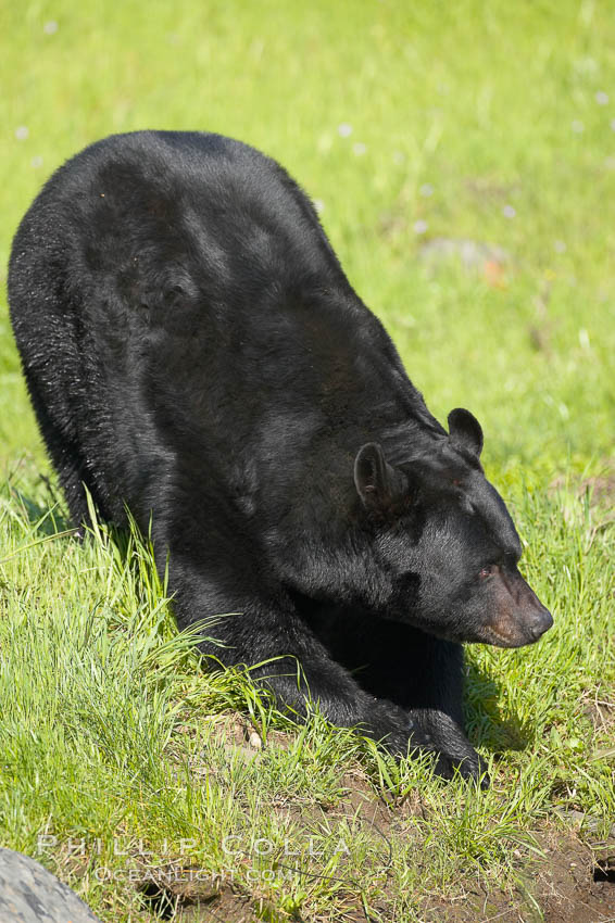 American black bear, adult male, Sierra Nevada foothills, Mariposa, California., Ursus americanus, natural history stock photograph, photo id 15985