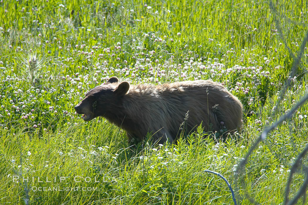 This black bear is wading through deep grass grazing on wild flowers.  Lamar Valley. Yellowstone National Park, Wyoming, USA, Ursus americanus, natural history stock photograph, photo id 13105