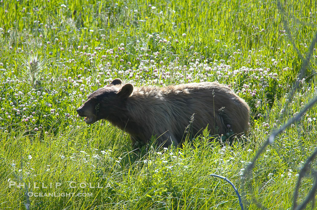This black bear is wading through deep grass grazing on wild flowers.  Lamar Valley., Ursus americanus, natural history stock photograph, photo id 13105