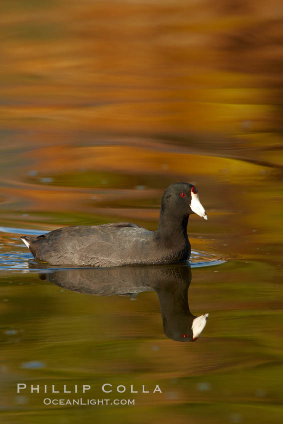 American coot. Santee Lakes, California, USA, Fulica americana, natural history stock photograph, photo id 23414