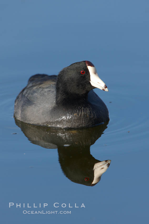 American coot. Santee Lakes, California, USA, Fulica americana, natural history stock photograph, photo id 23408